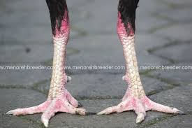 Bentuk dan model kaki ayam petarung pukul saraf/ko / warna kaki ayam bangkok yang bagus. Ayam Pukul Ko Menoreh Breeder Peternakan Ayam Aduan Sabung