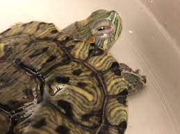 How can i fix my turtle's swollen eyes? I'm pretty sure it was from  chlorine since i used tap water, but then i changed the water after... |  PetCoach