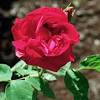 The fragrance in ths bar, choosen from our perfume oil concentrates, is jacquemoint rose. 1