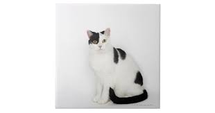 Here are 10 popular types of cats that can have a black and. White Cat With Black Spots Tile Zazzle Com