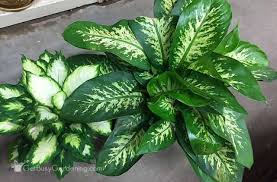 How To Care For Dieffenbachia Dumb Cane Get Busy Gardening