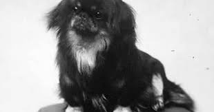 Black And White Pekingese 1910 Pekingese Photo By Pietoro Photobucket Pekingese Dogs Pekingese Cool Pets
