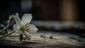 Page 10 | Grave Flower Images - Free Download on Freepik