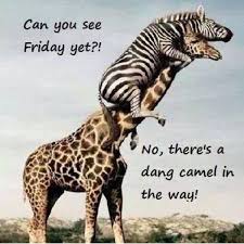 New opportunities are waiting for you, wakeup, and grab your fair share. Happy Hump Day Meme Images And Pics