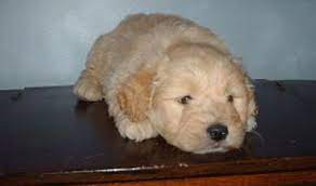 All of our dogs have hips, elbows, patella's & heart testing. Breeders Michigan
