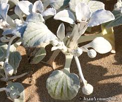 Image result for Arctotheca populifolia