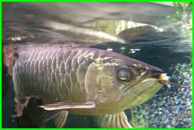 Mimpi tentang ikan mas memang memiliki banyak penafsiran yang berbeda di setiap detail kejadiannya. 9 Penyakit Ikan Arwana Dan Obatnya Daftarhewan Com