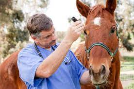 Vacunacion caballo calendario de vacunacion equinos. Vacunas Para Caballos Obligatorias Opcionales Y Mas