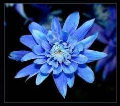 Pin By Vicki D Amato On Nunya Aster Flower Tattoos September Birth Flower Birth Month Flowers