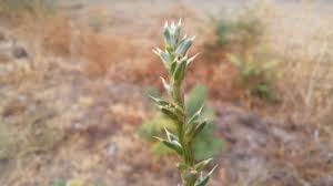Image result for Salsola rabieana