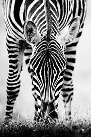 Avete Mai Avuto L Occasione Di Incontrare Splendidi Animali Ad Una Distanza Ravvicinata Whyilovekenya Imprevedibilek Cosas De Cebra Cebras Fotografia Animal