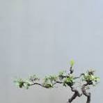 my bonsai small design this never me🌱🌿🍀😊