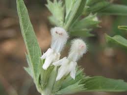 Image result for Leucas capensis