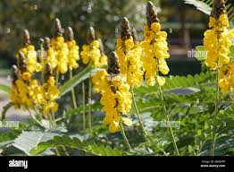 Image result for Senna didymobotrya