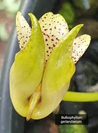 Image result for Bulbophyllum prorepens