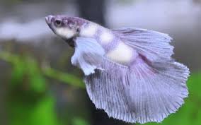 Why Is My Betta Fish Turning White Aquariumnexus