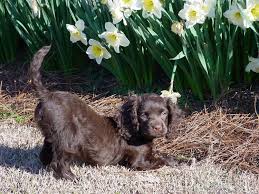 American cocker spaniel for sale. Getting To Know The American Water Spaniel Dog Breeders Guide