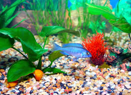 Tips for Aquarium Filter Media Packing ...