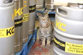 Use the best pest control companies to get rid of unwanted bugs, rodents and reptiles, both inside and outside your home or business. Cats The Ultimate Weapon In Public Health Cnn