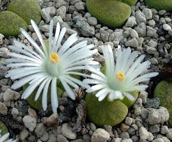 Image result for Lithops lesliei
