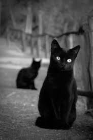 black cats cats cats black cat cute cats