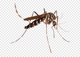 A female (top of picture) and male (bottom of picture) anopheles gambiae mosquito, the principal carrier of malaria in africa. Marsh Mosquitoes Malaria Mosquito Borne Disease Mosquito Control Churchmosque Of Ulcinj Ant Malaria Png Pngegg