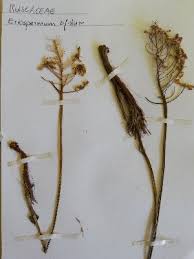 Image result for Eriospermum porphyrium