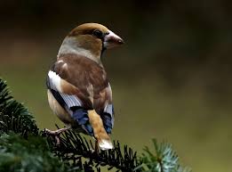 Hab Mein Hochzeitskleid Wieder Mal Angezogen Foto Bild Tiere Wildlife Wild Lebende Vogel Bilder Auf Fotocommunity