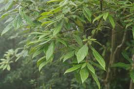 Image result for Actinodaphne