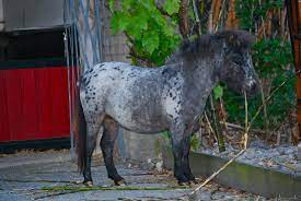 Falabella sind eine seltene und rassenreine minipferde rasse, ohne äußere einflüsse durch kreuzungen und manipulationen. Falabella Kaufen Rassenreine Minipferde Rasse Zu Kauf Falabella