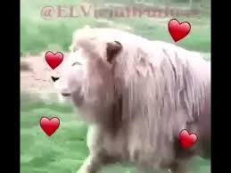 Good Morning Da Leoni Youtube Leone Buongiorno
