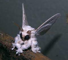 The hairs in insects have lots of functions, from sensing their environments to smelling but also as defense mechanisms against animals trying to eat them. Benny Bee 11 Days Auf Twitter Venezuelan Poodle Moth