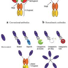 Get your free account now! Pdf Perspective On Therapeutic And Diagnostic Potential Of Camel Nanobodies For Coronavirus Disease 19 Covid 19