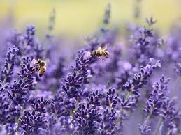 I am sure you want the best kinds to attract bees right to your garden. 30 Best Flowers To Grow That Attract Bees And Butterflies Florgeous