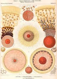 Art Forms From The Ocean The Radiolarian Atlas Of 1862 Pin On General Interest