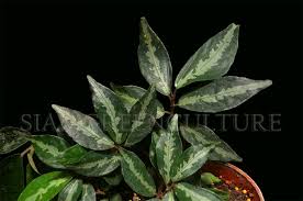 Image result for Elatostema