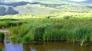 Dragoman swamp – biggest wet karsts area in Bulgaria - Tourism