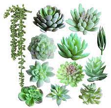 Maybe you would like to learn more about one of these? Lighting Artificial Succulent Plants 12pcs Different Types Assortment Green Faux Succulent Arrangement Buy Mini Plastic Greenery Textured Flower Assorted Faux Artificial Succulent Plants Without Pot Artificial Succulents Plant Product On Alibaba Com