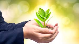 Chúng tôi là ai: Giá trị cốt lõi | Green Trees