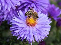 Check spelling or type a new query. What To Plant In The Garden To Help Attract Bees To Your Garden