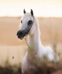 هيثم الناصر horses arabian horse arabians