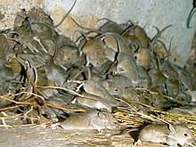 But he said mice plagues can come around every five to 10 years in australia due to a combination of factors. Mouse Plagues In Australia Wikipedia
