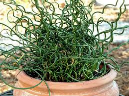 Image result for Juncus
