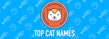 What's hip one year becomes passé the next. Top Cat Names Of 2020 Infographic Find Cat Names