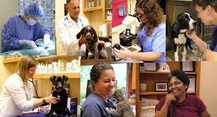 Maybe you would like to learn more about one of these? Monticello Pet Clinic Online