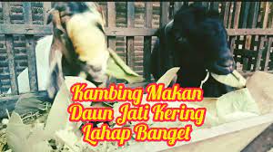 Check spelling or type a new query. Kambing Makandaunjatikering Kambing Makan Daun Jati Kering Aneh Tapi Nyata Youtube