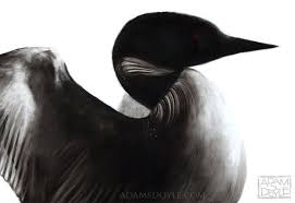 Gorgeous Bird Paintings By Adam S Doyle Pinturas De Aves Animal Grafico Ilustraciones