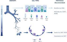 Maybe you would like to learn more about one of these? Current Strategies And Opportunities To Manufacture Cells For Modeling Human Lungs Sciencedirect