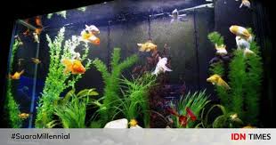 Jika kamu suka dengan artikel pintarpet, jangan lupa bagikan artikel ini ke seluruh dunia dan follow juga instagram @pintarpet untuk tahu informasi tentang ikan terbaru lainnya! Sering Disepelekan Ini 5 Manfaat Ajaib Memelihara Ikan Hias