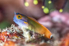 Image result for Blepharis buchneri